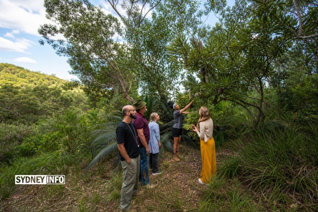AI Generated - Aboriginal Harbour Heritage Tour Connects Sydneysiders with Gadigal Stories