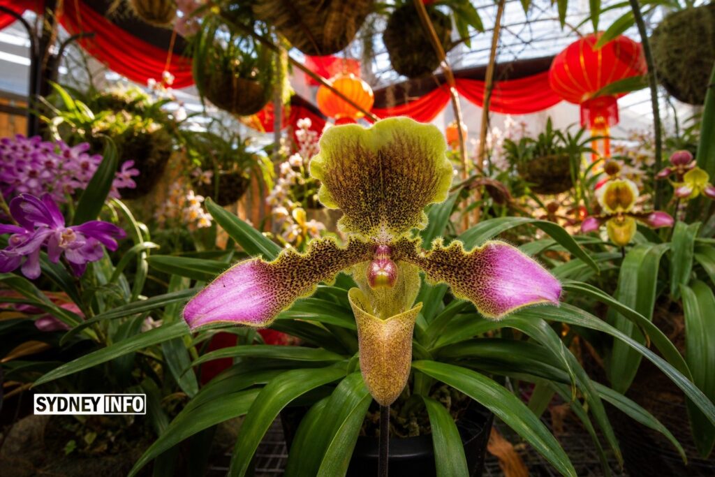 AI Generated - Sydney’s Secret Glasshouses Open For Rare Plant Tours